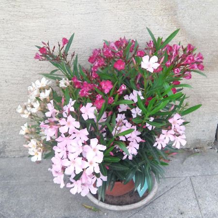 Aux Vieux Fours Bed & Breakfast Noaillac Bagian luar foto